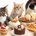 Curso Postres para Perros Gatos Aprende a Consentirlos con Amor 2