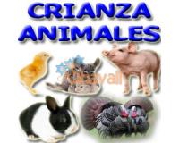 CURSO CRIANZA CHINCHILLA CONEJOS PAVOS GALLINAS POLLOS PAVOS CER
